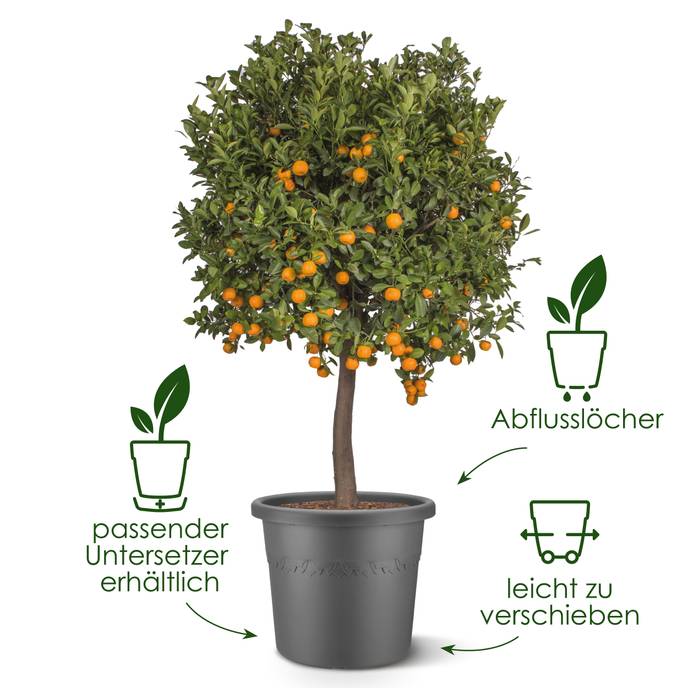 algarve cilindro 48cm Thymian grün